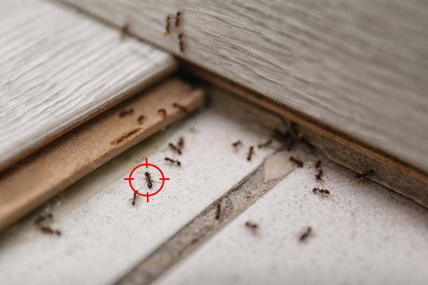 Best Best Pest Control Companies  in Pryor Creek, OK